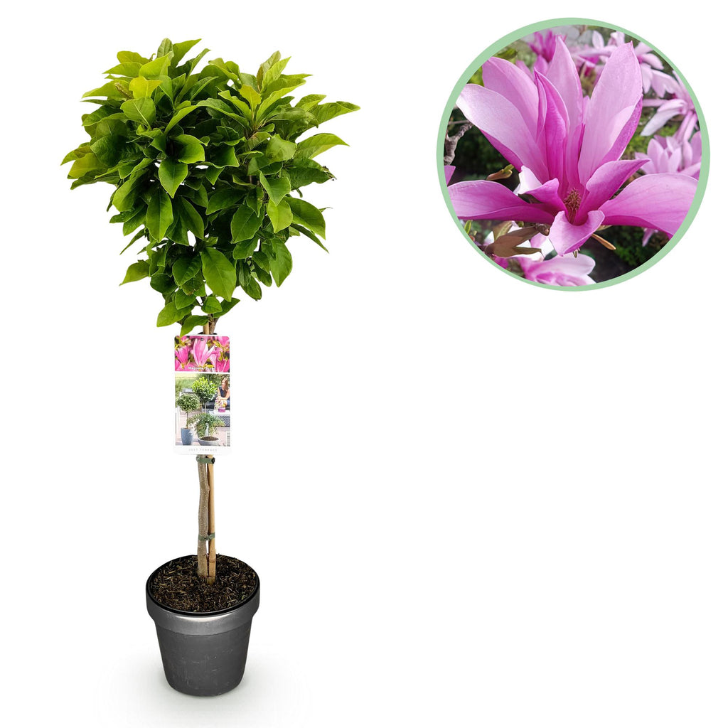 Magnolia 'Susan' on standard – Ø19 cm, 90 cm high
