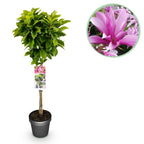 Magnolia 'Susan' on standard – Ø19 cm, 90 cm high