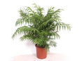 Chamaedorea elegans (bergpalm) – Ø24 cm, 100 cm hoog