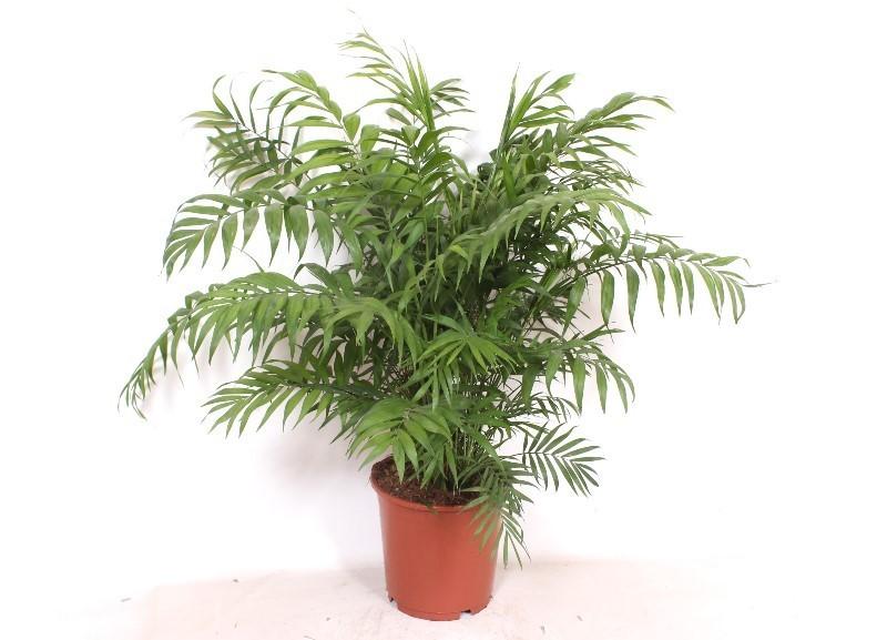 Chamaedorea elegans (bergpalm) – Ø24 cm, 100 cm hoog
