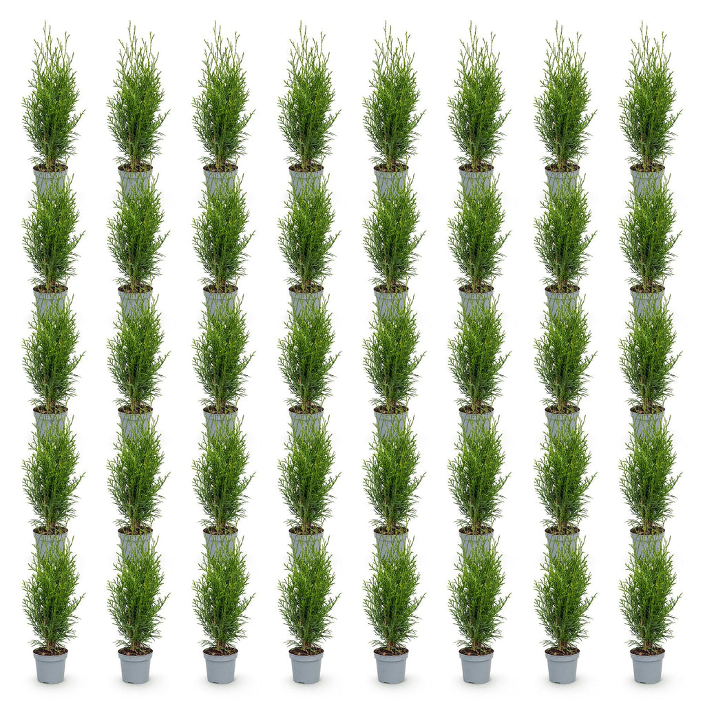 Thuja occidentalis 'Smaragd' (levensboom) – 40 planten, Ø9 cm, 20–30 cm hoog
