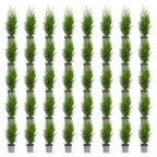 Thuja occidentalis 'Smaragd' (levensboom) – 40 planten, Ø9 cm, 20–30 cm hoog
