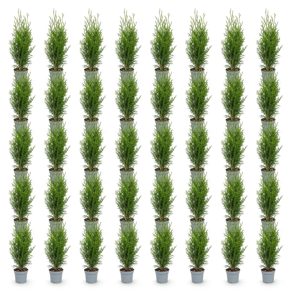 Thuja occidentalis 'Smaragd' (levensboom) – 40 planten, Ø9 cm, 20–30 cm hoog