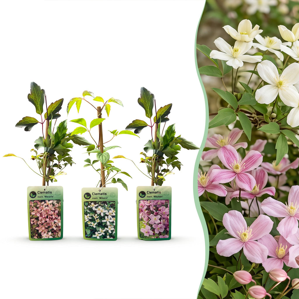 Clematis montana 'Tricolour' (mountain clematis) – white-light pink – 9 plants, Ø9 cm, 35 cm high