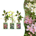 Clematis montana 'Tricolour' (mountain clematis) – white-light pink – 9 plants, Ø9 cm, 35 cm high