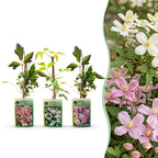 Clematis montana 'Tricolour' (mountain clematis) – white-light pink – 9 plants, Ø9 cm, 35 cm high