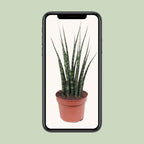 Sansevieria Fernwood Mikado (svigermors tunge) – Ø12 cm, 40 cm høj