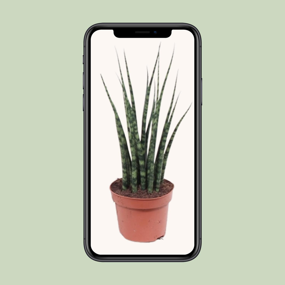 Sansevieria Fernwood Mikado (svigermors tunge) – Ø12 cm, 40 cm høj