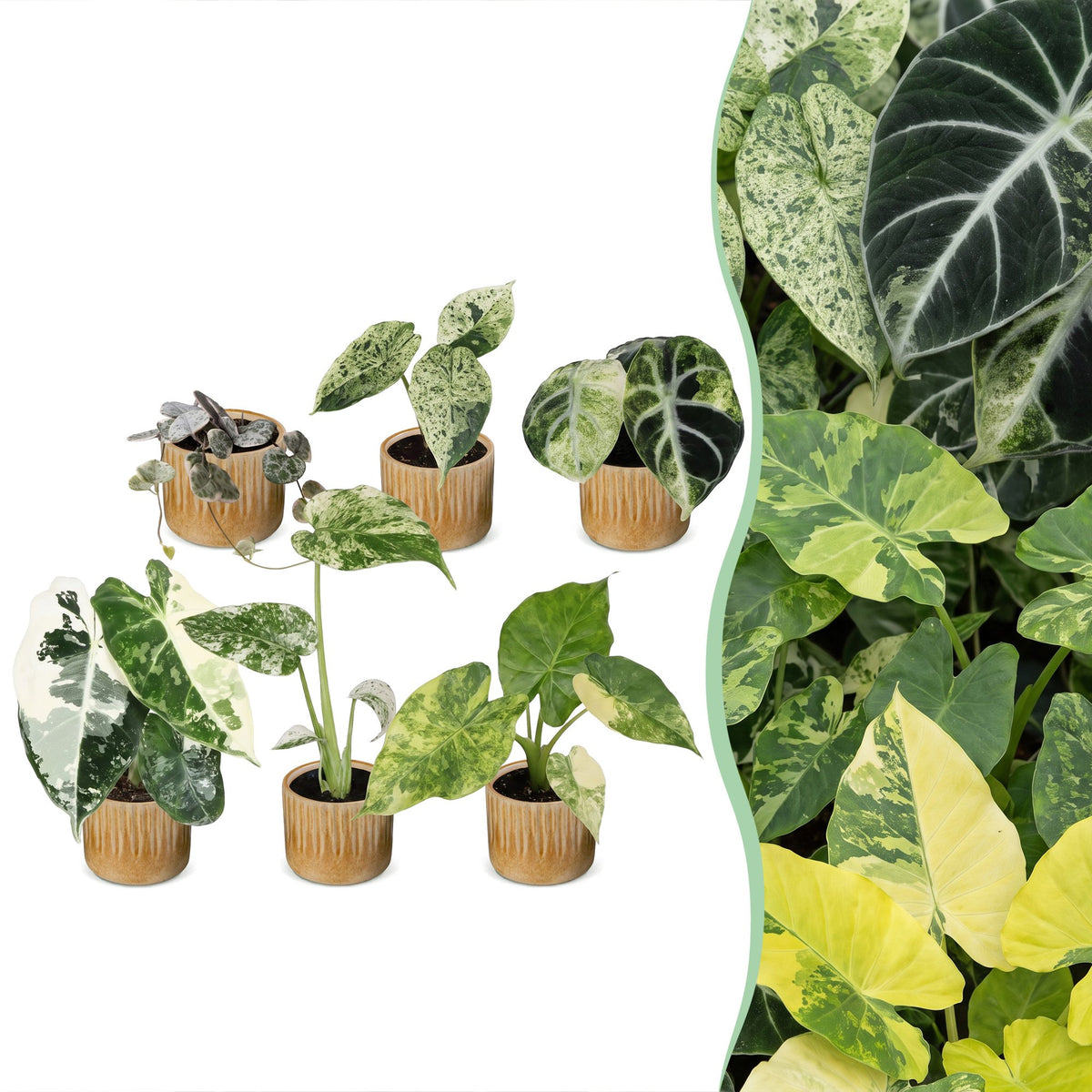 6× Baby Variegata Mix Plants incl. Linnea Honey – Ø6 cm, 10–15 cm tall