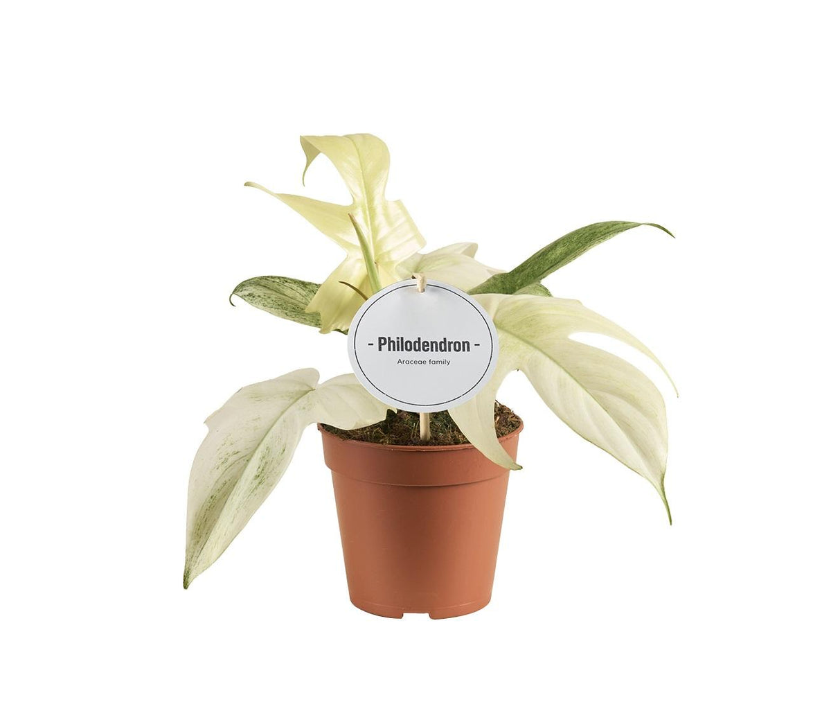 Philodendron Florida Ghost – Ø12 cm, 30 cm høj