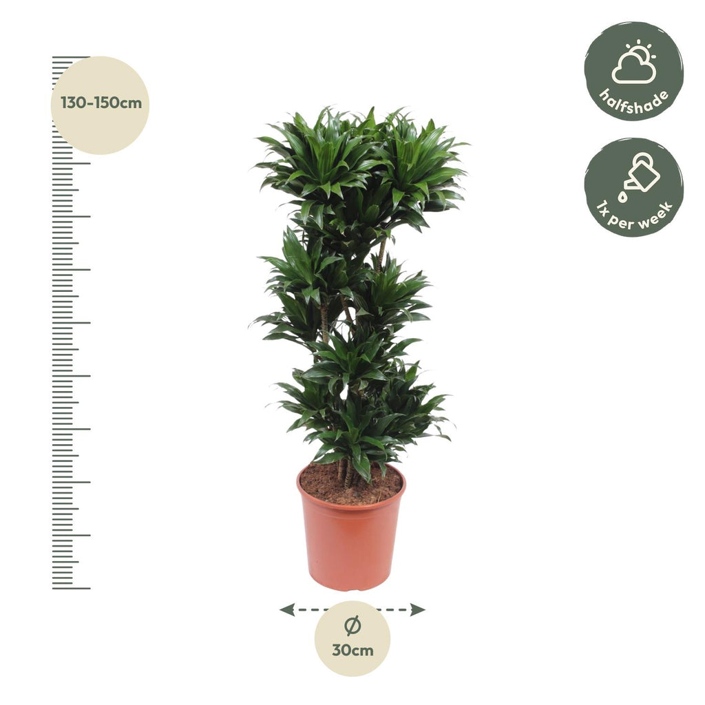 Dracaena Compacta (Drachenbaum) – Ø 27 cm, 120 cm hoch