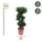 Dracaena Compacta (Drachenbaum) – Ø 27 cm, 120 cm hoch