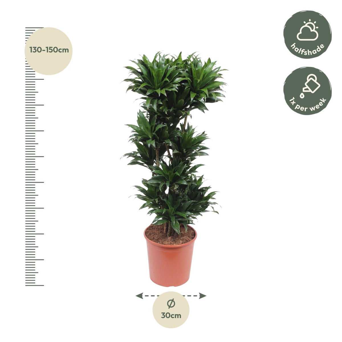 Dracaena Compacta (drakenboom) – Ø27 cm, 120 cm hoog