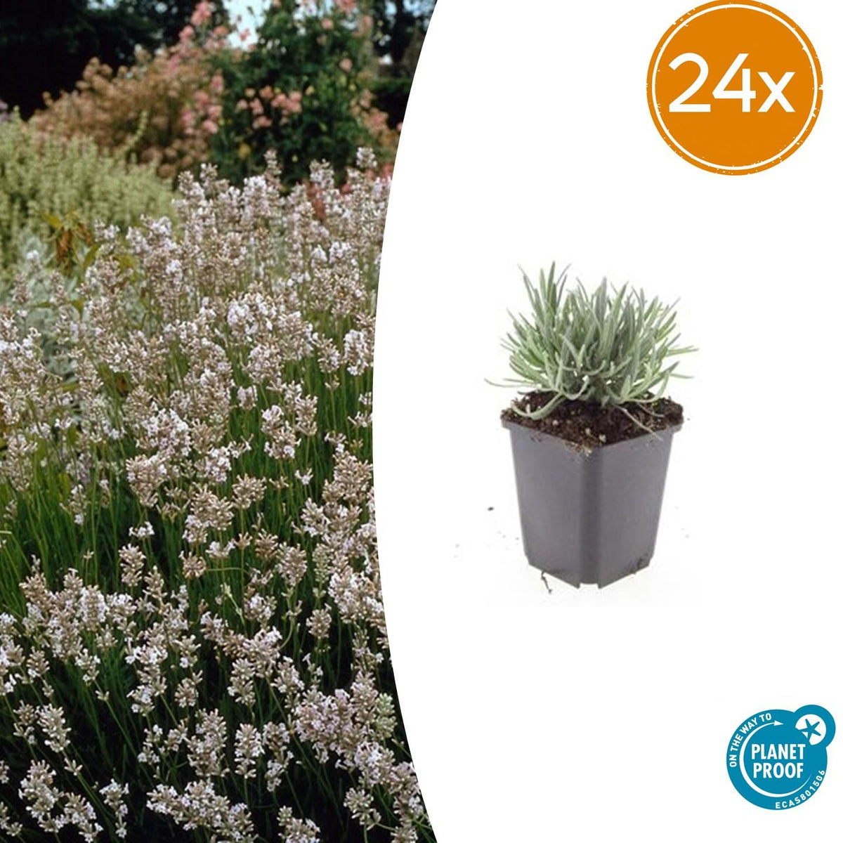 Lavandula int. 'Edelweiss' (lavendel) – 24 planten, Ø9 cm, 10–25 cm hoog