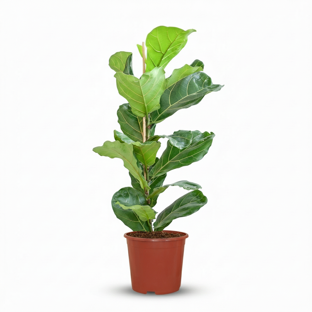 Ficus lyrata (vioolbladplant) – Ø21 cm, 75–85 cm hoog