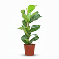 Ficus lyrata (vioolbladplant) – Ø21 cm, 75–85 cm hoog
