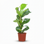 Ficus lyrata (vioolbladplant) – Ø21 cm, 75–85 cm hoog