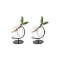 2× Clusia dans pot en verre Victoria – Ø5 cm, 10 cm de haut