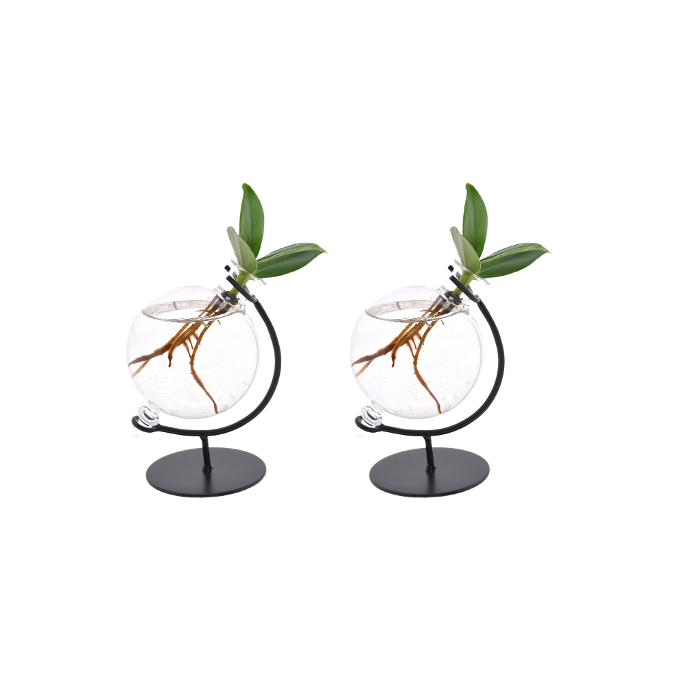 2× Clusia in Victoria Glas – Ø5 cm, 10 cm hoog