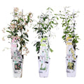 Trachelospermum 'Mix' (Tuscan jasmine) – 3 plants, Ø15 cm, 65 cm high