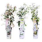 Trachelospermum 'Mix' (Tuscan jasmine) – 3 plants, Ø15 cm, 65 cm high