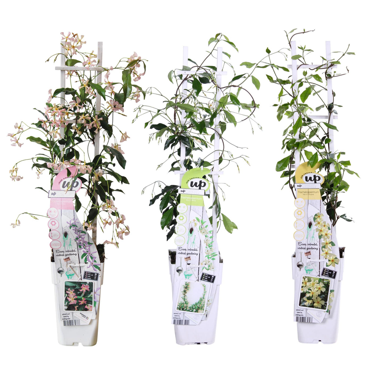Trachelospermum 'Mix' (Tuscan jasmine) – 3 plants, Ø15 cm, 65 cm high