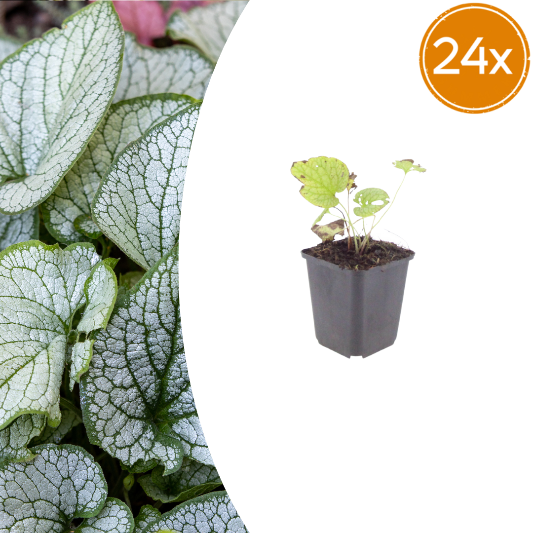Brunnera macrorrhizum 'Jack Frost' (Kaukasische vergeet-mij-niet) – 24 planten, Ø9 cm, 10–25 cm hoog