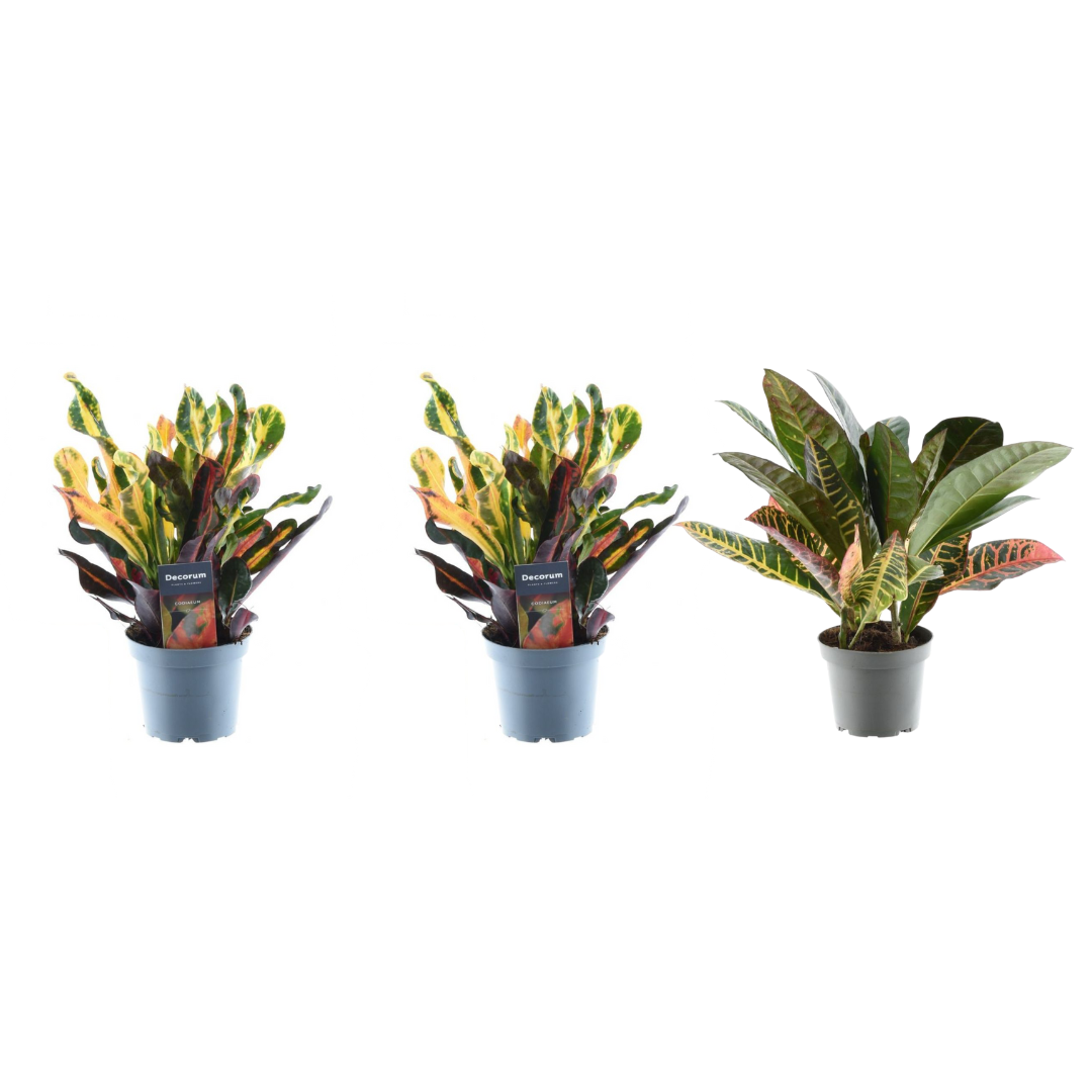 3× Croton Codiaeum mix – Ø12 cm, 30 cm de haut