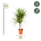 Dracaena marginata (dragetræ) – Ø17 cm, 90 cm høj