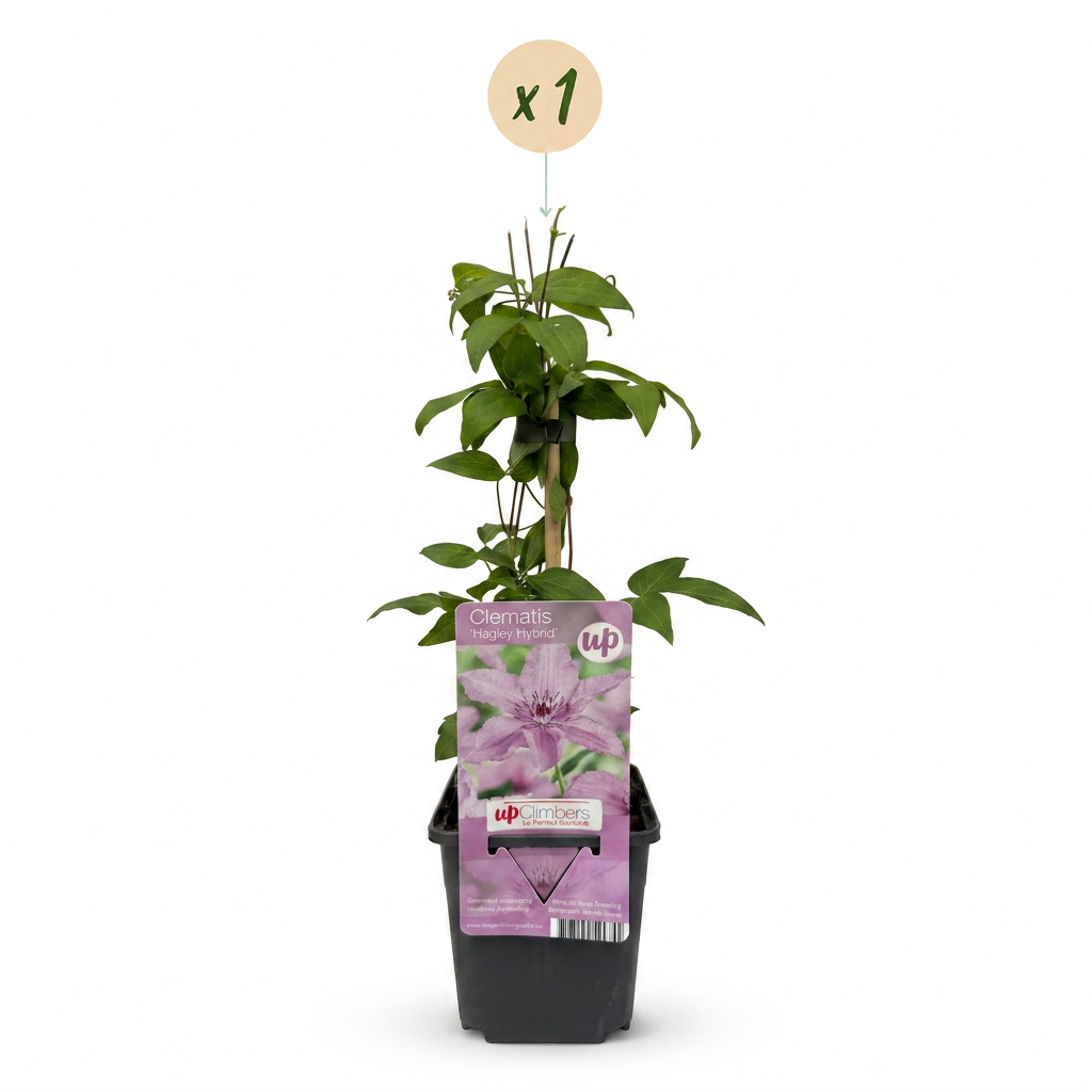 Clematis 'Hagley Hybrid' (bosrank) – roze – Ø9 cm, 35 cm hoog