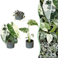 3× Baby-Pflanzen Variegata Mix inkl. Linnea Misty Blue – Ø6 cm, 10–15 cm hoch
