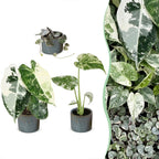 3× Baby-Pflanzen Variegata Mix inkl. Linnea Misty Blue – Ø6 cm, 10–15 cm hoch