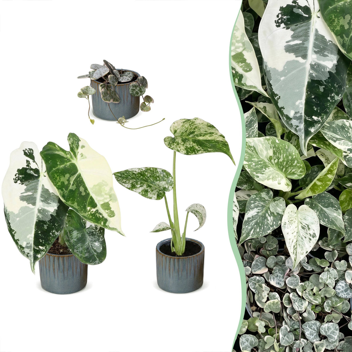 3× jeunes plantes Variegata Mix incl. Linnea Misty Blue – Ø6 cm, 10–15 cm de haut