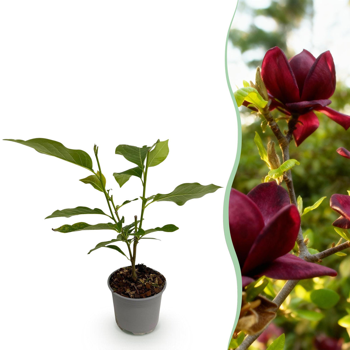 Magnolie 'Genie' – lila – Ø 12 cm, 30 cm hoch