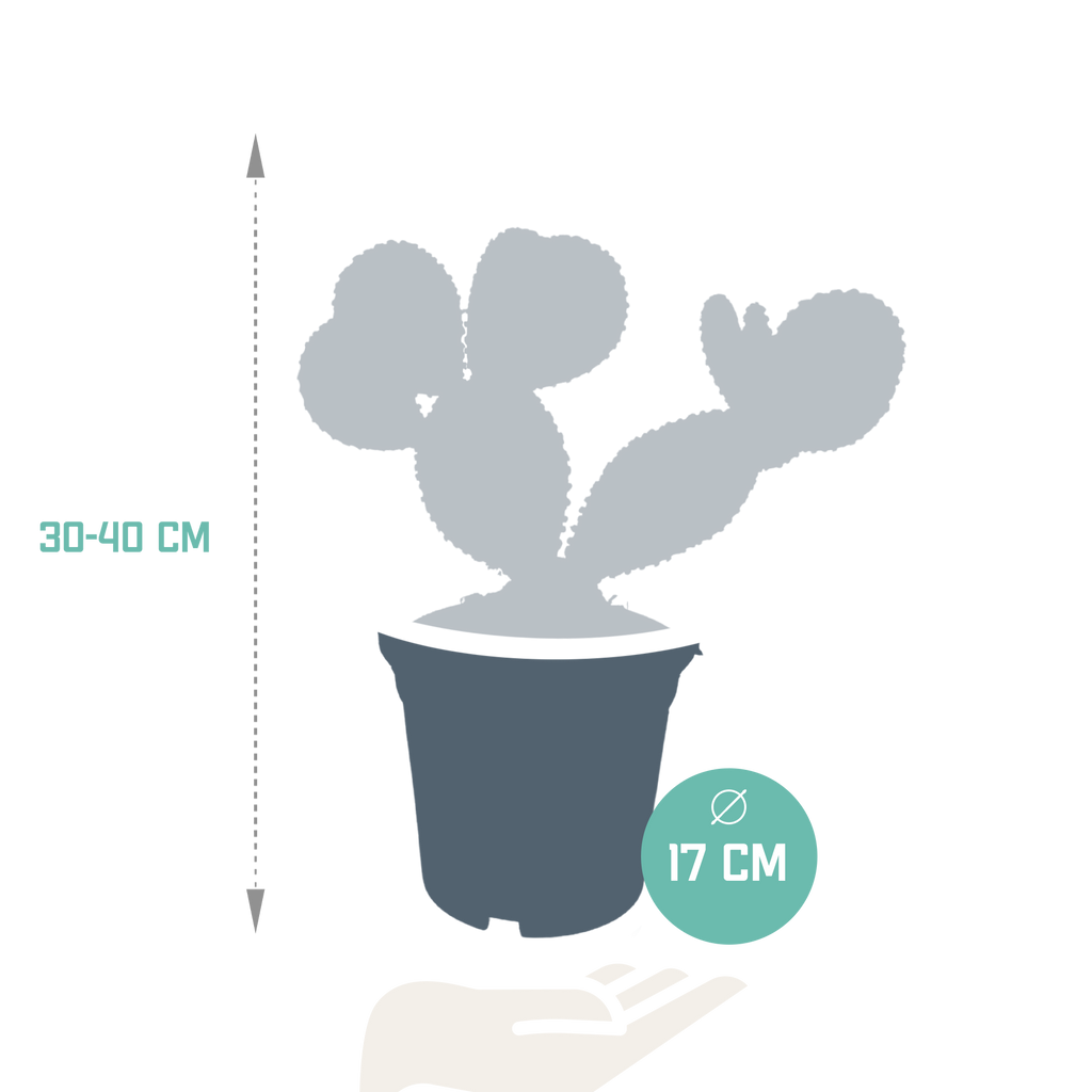 Opuntia microdasys (skivekaktus) uden potteskjulere – Ø17 cm, 17 cm høj