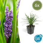 Liriope muscari 'Big Blue' (lilyturf) – 6 plants, Ø9 cm, 10–25 cm high