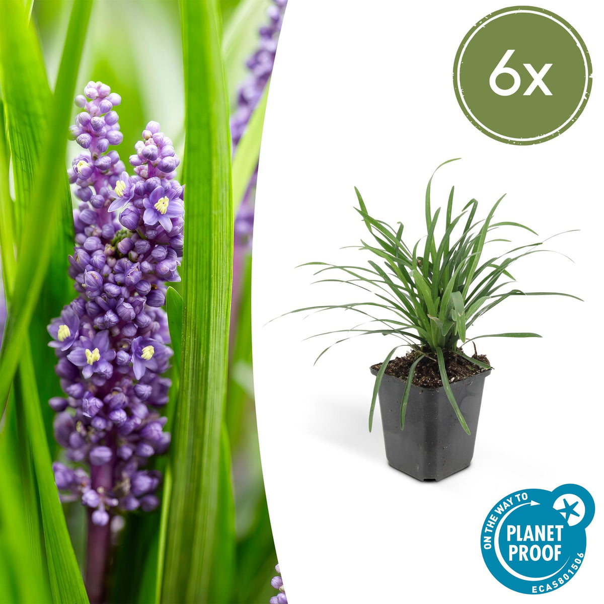 Liriope muscari 'Big Blue' (lilyturf) – 6 plants, Ø9 cm, 10–25 cm high – photo 2