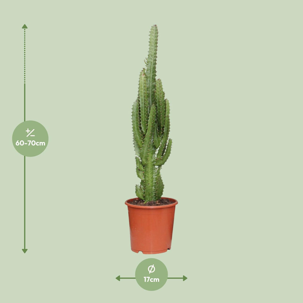 Euphorbia Trigona – Ø17 cm, 70 cm høj