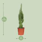 Euphorbia Trigona – Ø17 cm, 70 cm høj