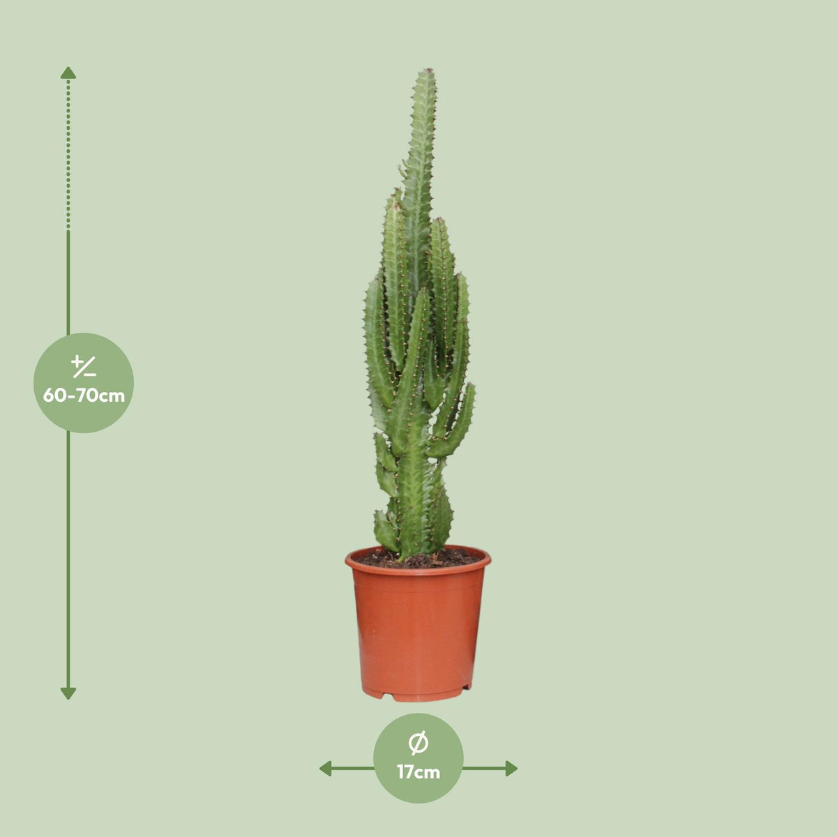 Euphorbia Trigona – Ø17 cm, 70 cm hoog