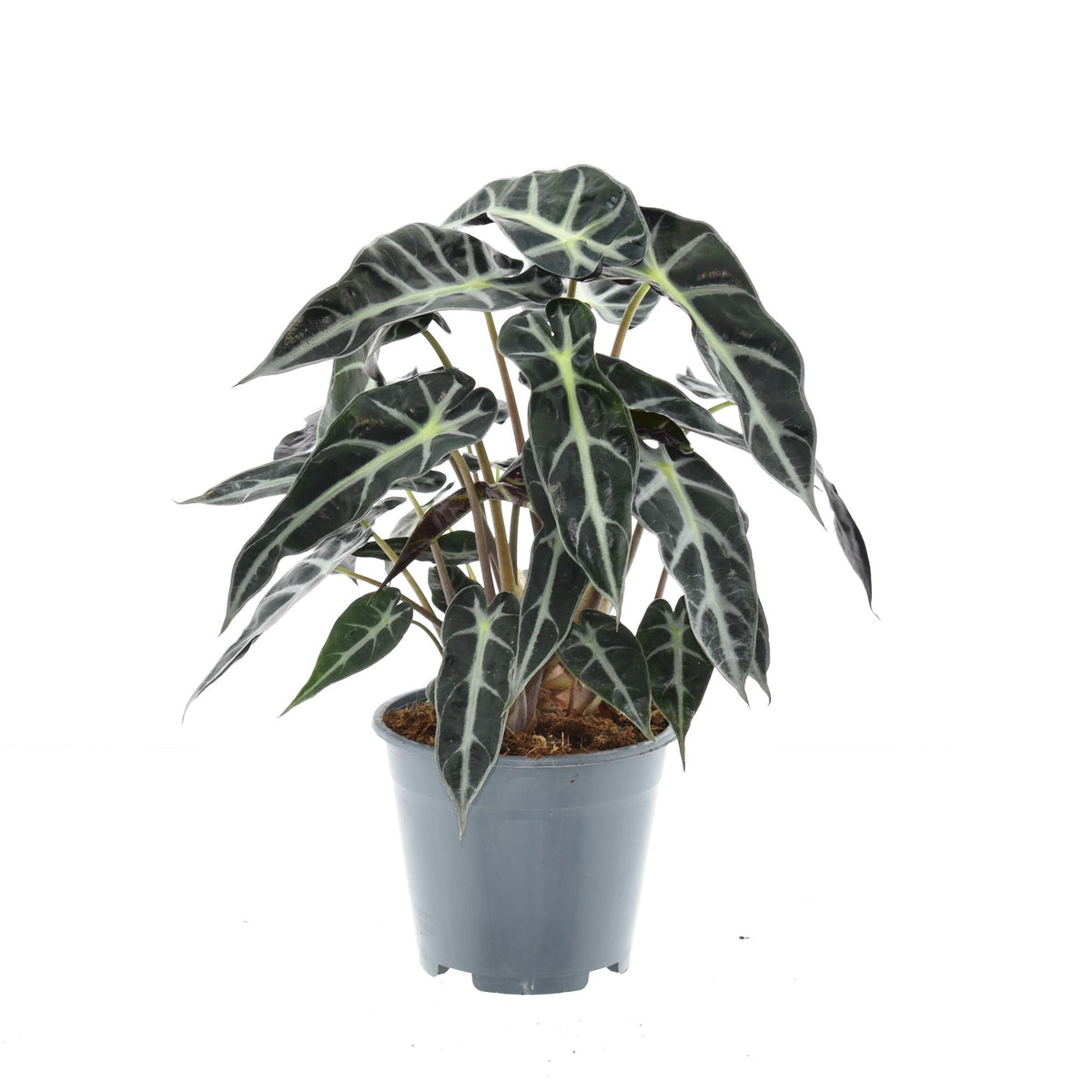 Alocasia Bambino Arrow (elefantøre) – Ø14 cm, 40 cm høj