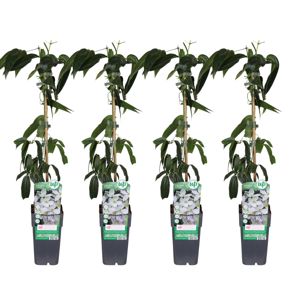 Clematis armandii (bosrank) – 4 planten, Ø15 cm, 65 cm hoog