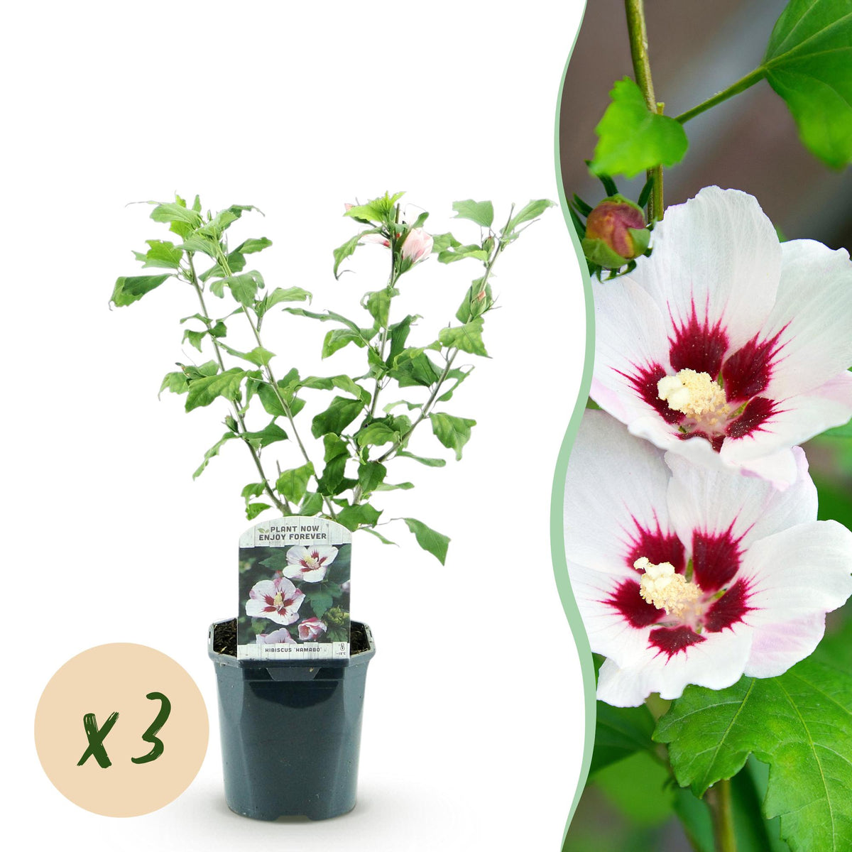 Hibiscus syriacus 'Hamabo' (tuinhibiscus) – wit-roze – 3 planten, Ø17 cm, 45 cm hoog
