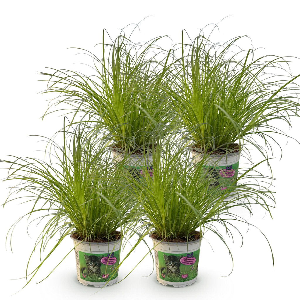 4× Cyperus alternifolius Zumula (cyperusgras) – Ø12 cm, 28–30 cm hoog – foto 2