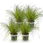 4× Cyperus alternifolius Zumula (cyperusgras) – Ø12 cm, 28–30 cm hoog