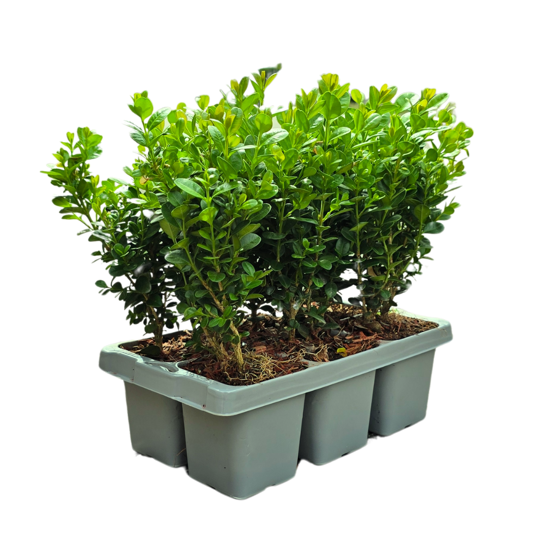 Buxus 'NewGen Freedom' – 24 Pflanzen, Ø7 cm, 15 cm hoch