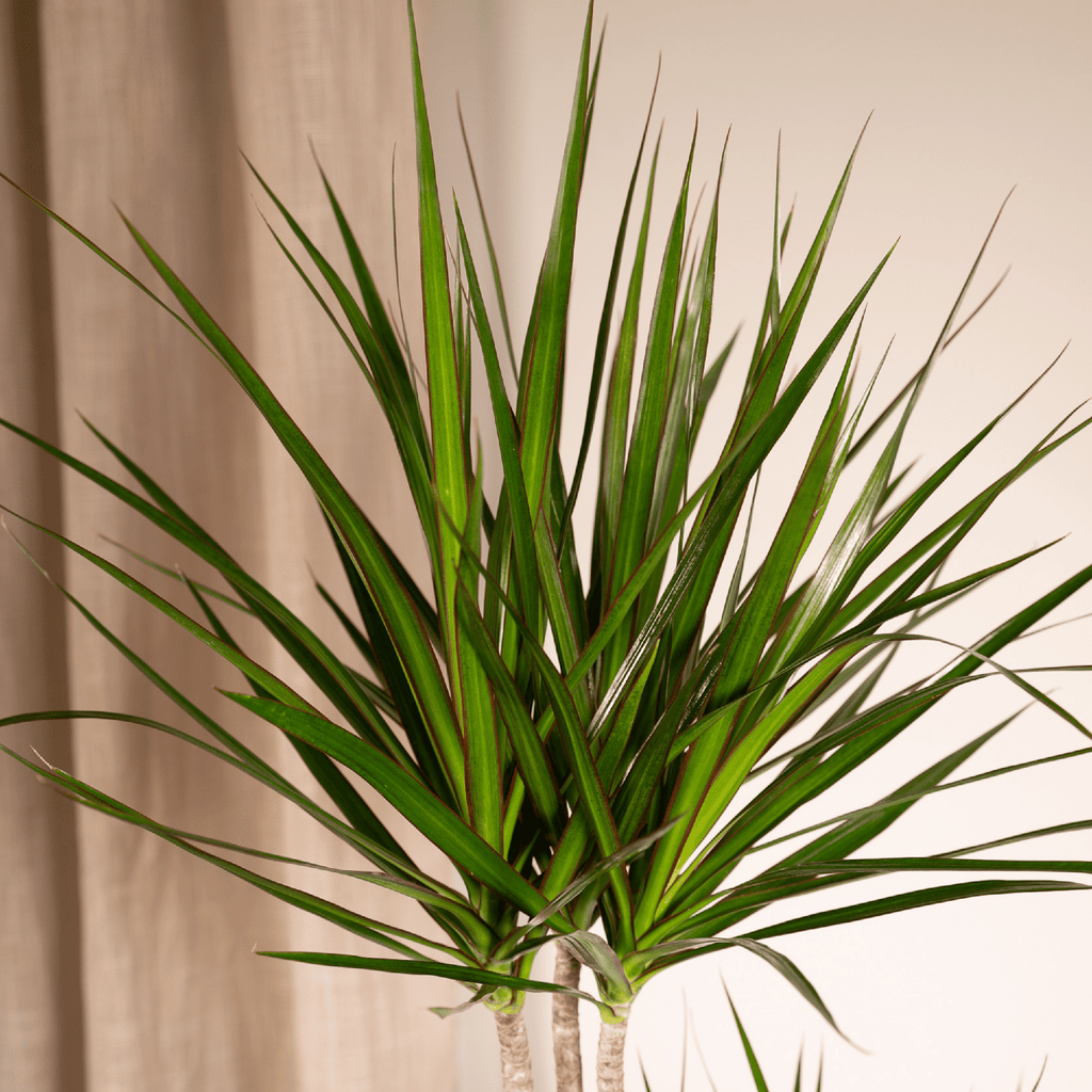 Dracaena marginata (arbre dragonnier) – Ø19 cm, 100 cm de haut