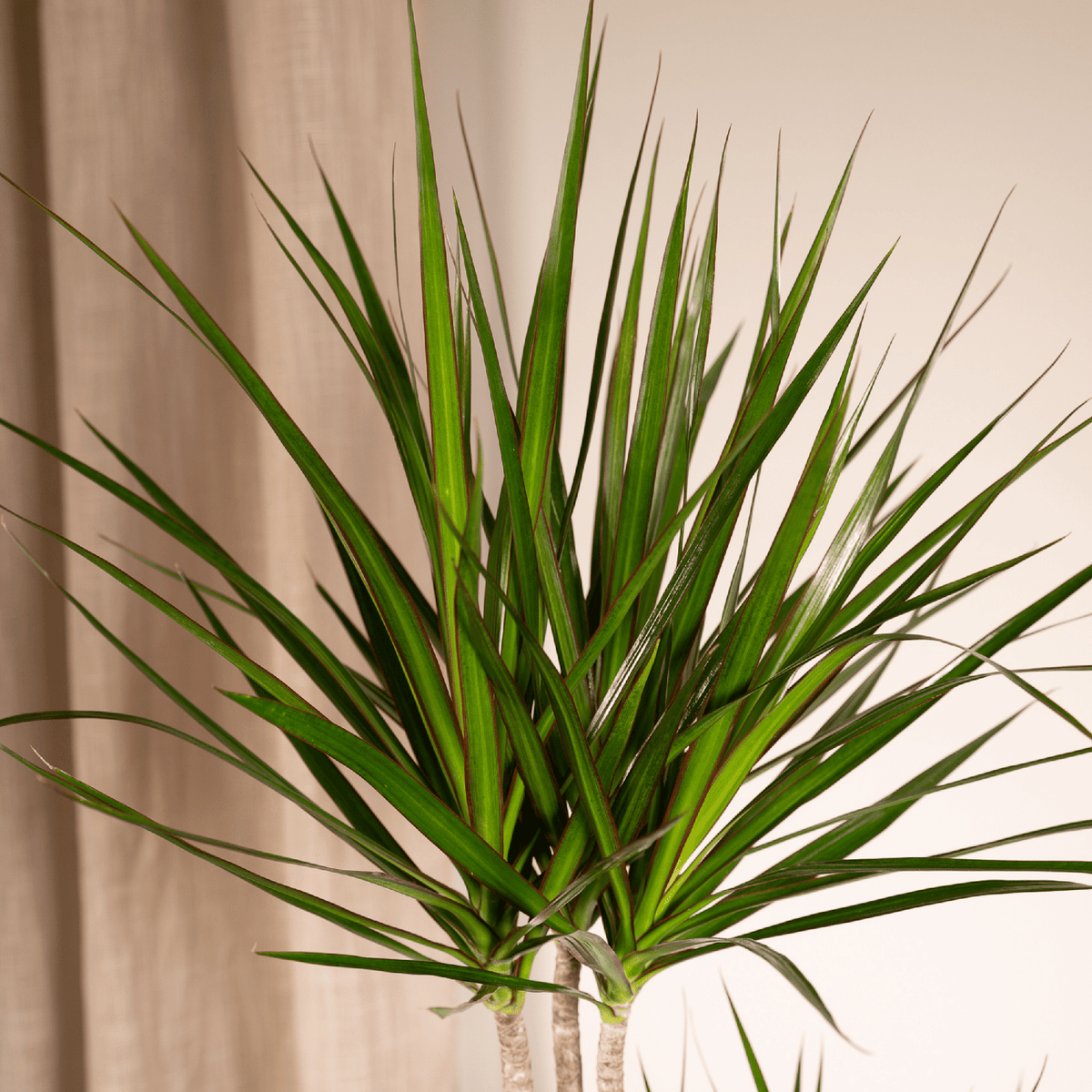 Dracaena marginata (Drachenbaum) – Ø 19 cm, 100 cm hoch