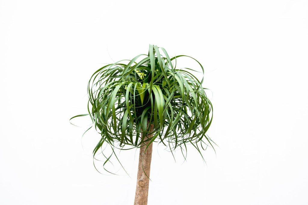 Beaucarnea XXL (patte d’éléphant) – Ø34 cm, 180 cm de haut – photo 2