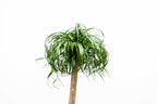 Beaucarnea XXL (patte d’éléphant) – Ø34 cm, 180 cm de haut